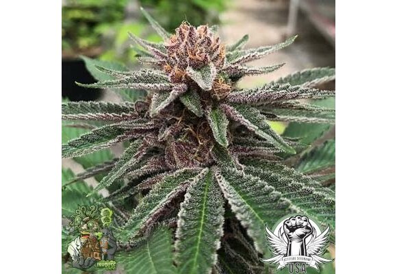 In-House Genetics Forbidden Jelly 3pk