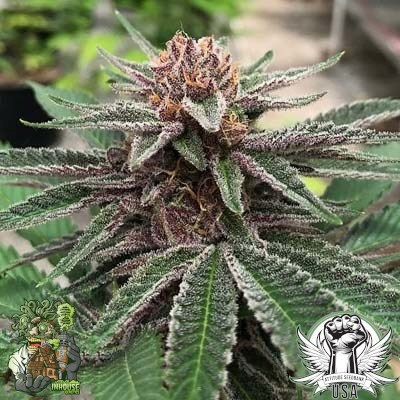 In-House Genetics Forbidden Jelly 3pk