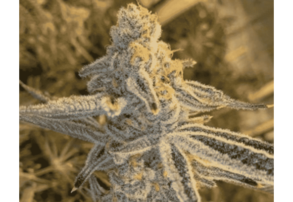 In-House Genetics Platinum Jelly 3 pk