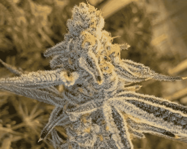 In-House Genetics Platinum Jelly 3 pk