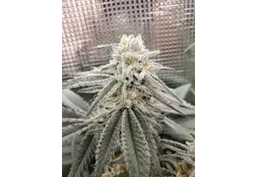 In-House Genetics Sugar Cane 3pk