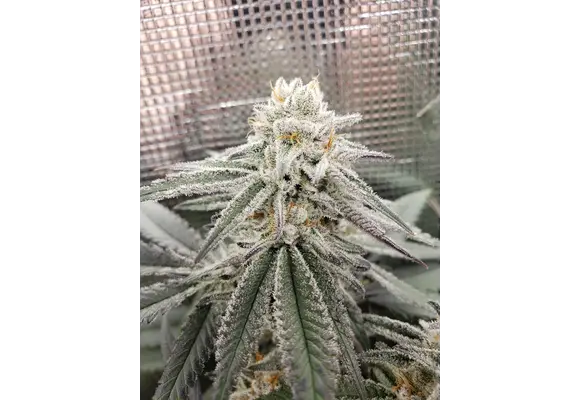 In-House Genetics Sugar Cane 3pk