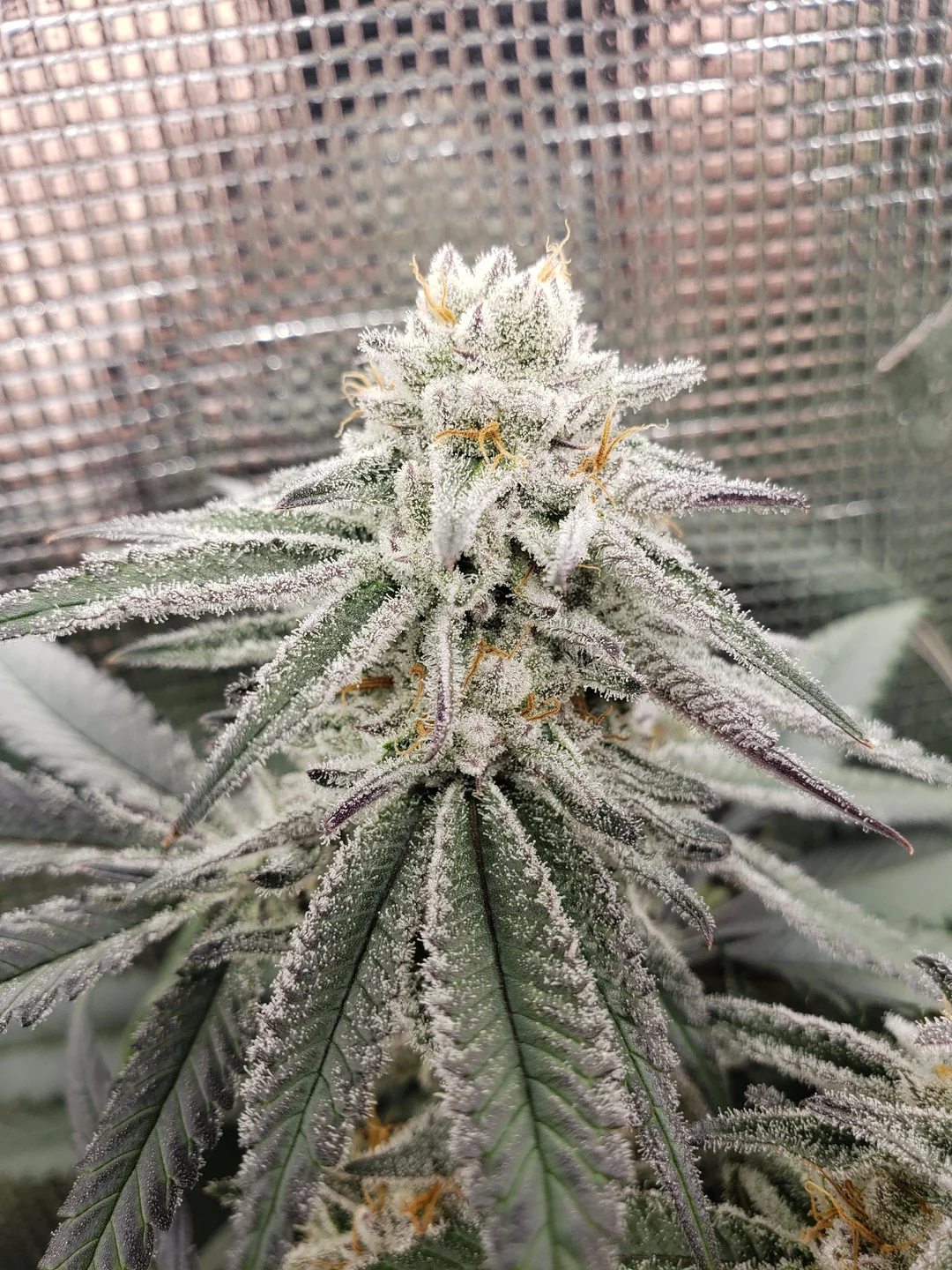 In-House Genetics Sugar Cane 3pk