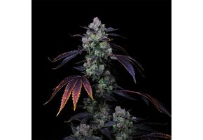 Compound Genetics  Perzimmon  Gastro Pop Drop