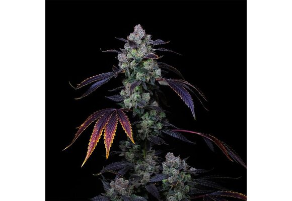 Compound Genetics  Perzimmon  Gastro Pop Drop