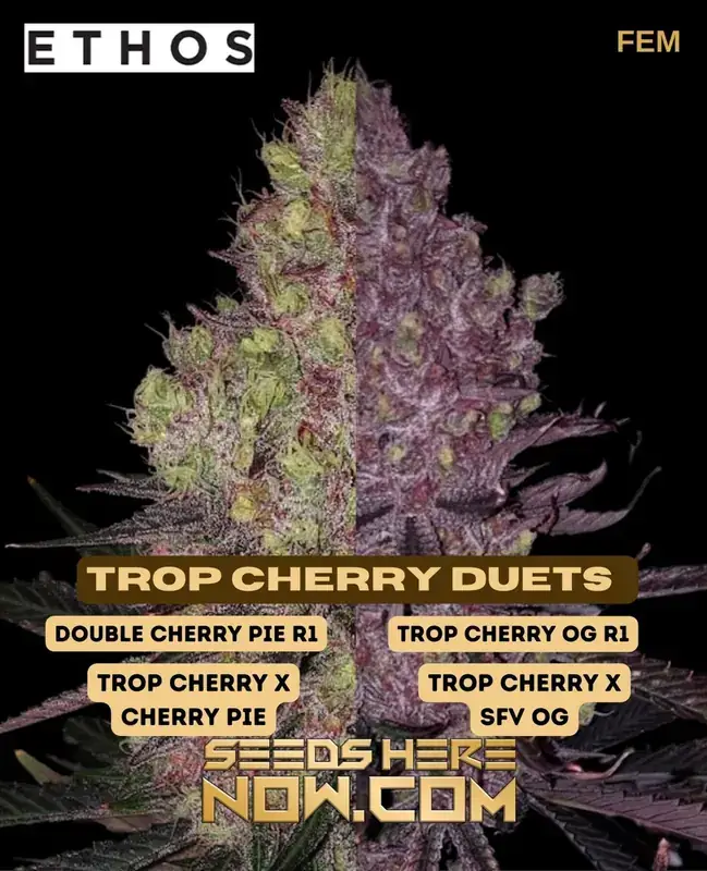Trop Cherry Duet