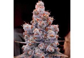 Banana Jealousy Auto RF3