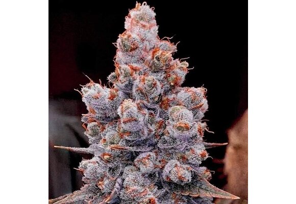 Banana Jealousy Auto RF3