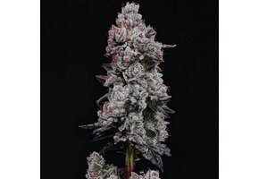 Lemon Cherry Gelato auto R3