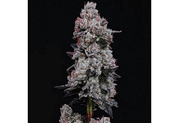 Lemon Cherry Gelato auto R3