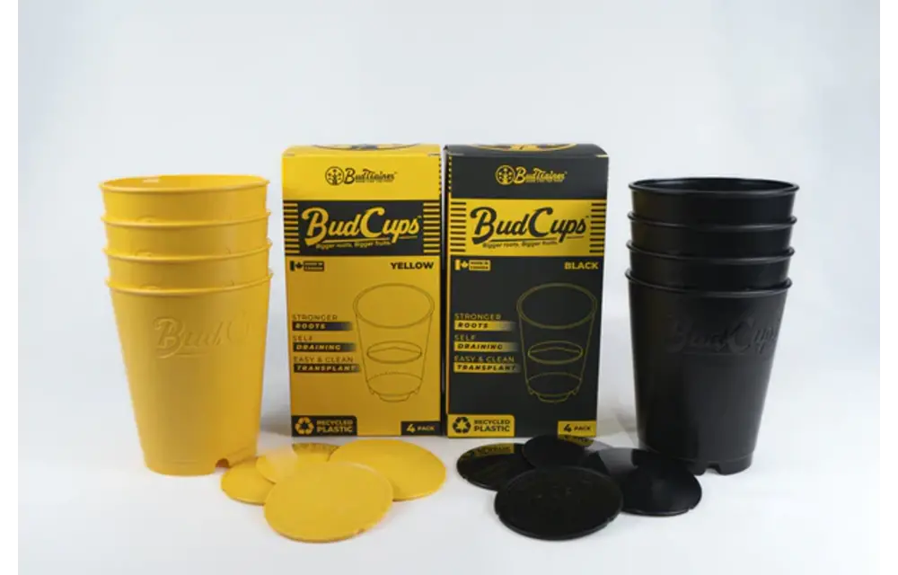 Bud cups yellow or black