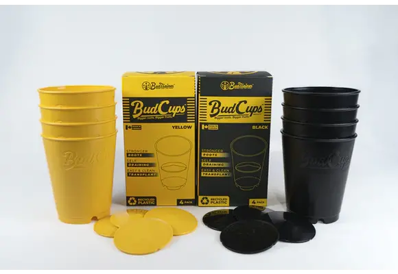 Bud cups yellow or black