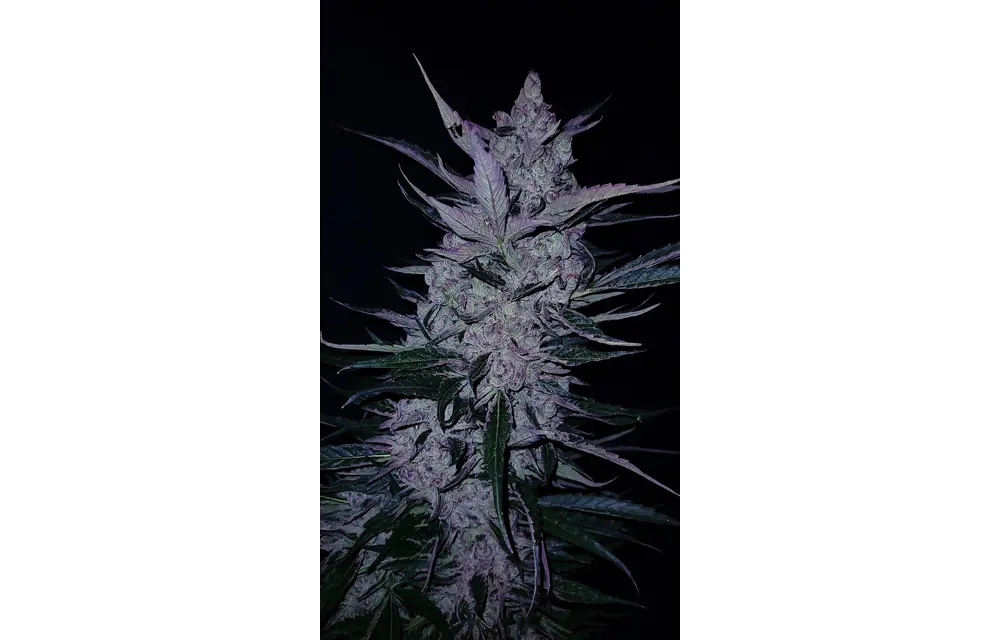 G.O.A.T midnight slurry