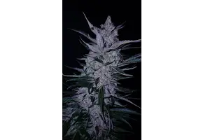 G.O.A.T midnight slurry