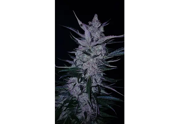 G.O.A.T midnight slurry