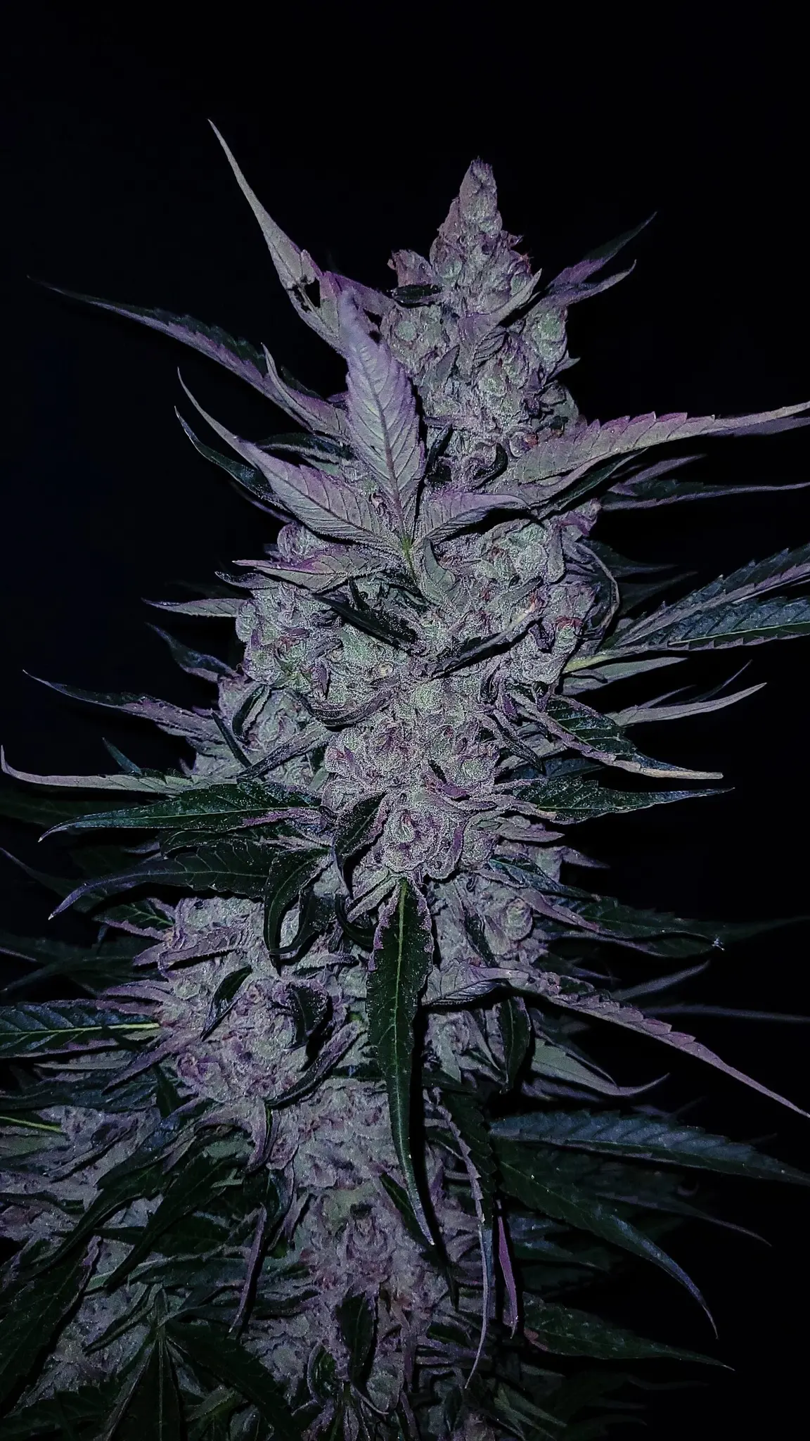 G.O.A.T midnight slurry