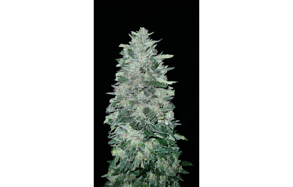 G.O.A.T glacial guava