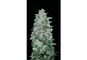 G.O.A.T glacial guava