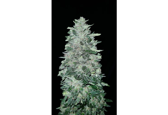 G.O.A.T glacial guava