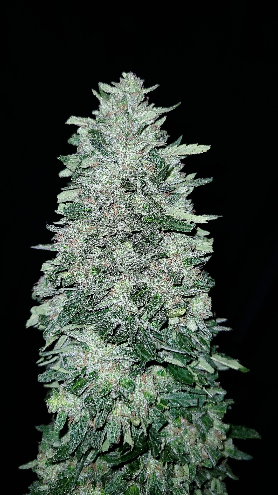 G.O.A.T glacial guava