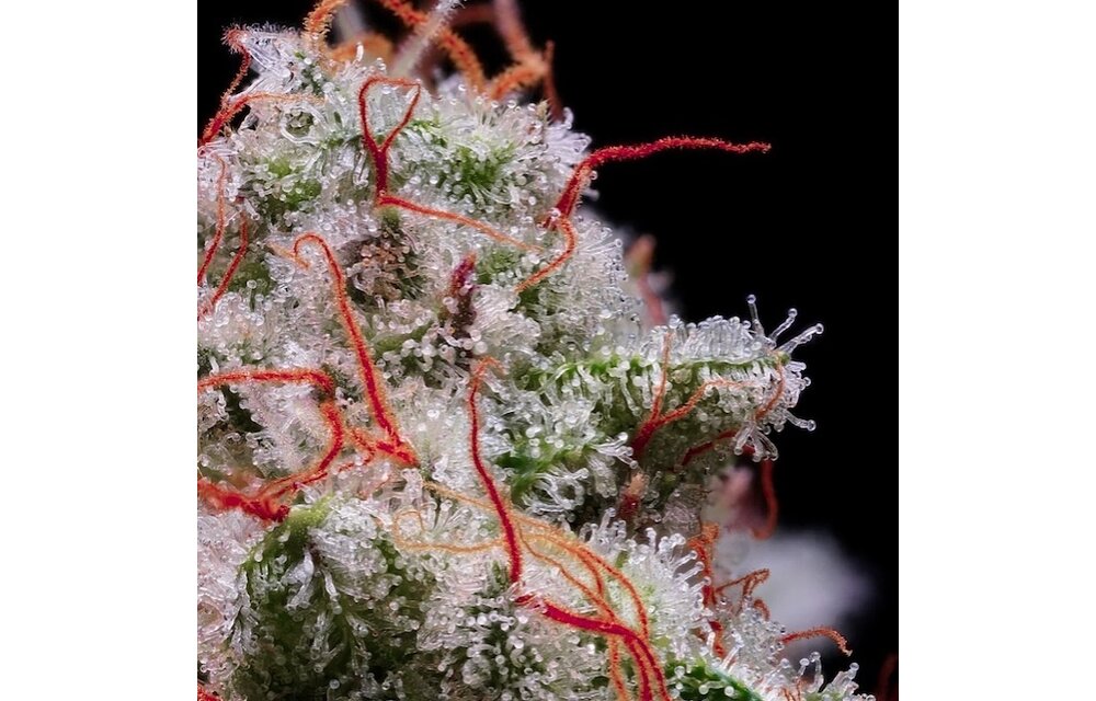 Peach crescendo auto