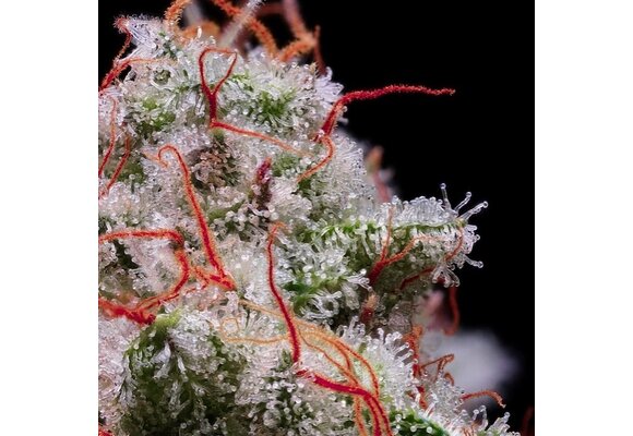 Peach crescendo  auto