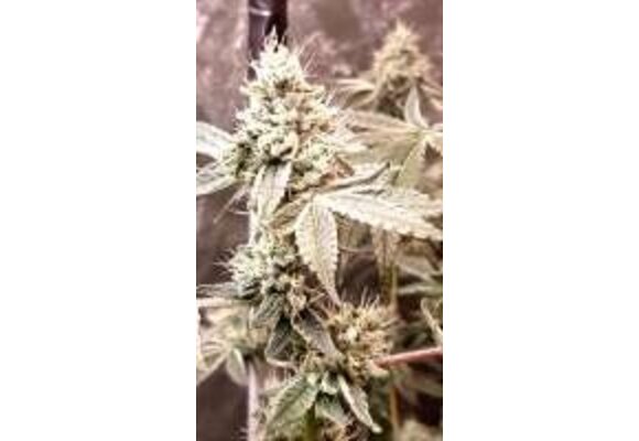 Exotic Genetics Carmelita