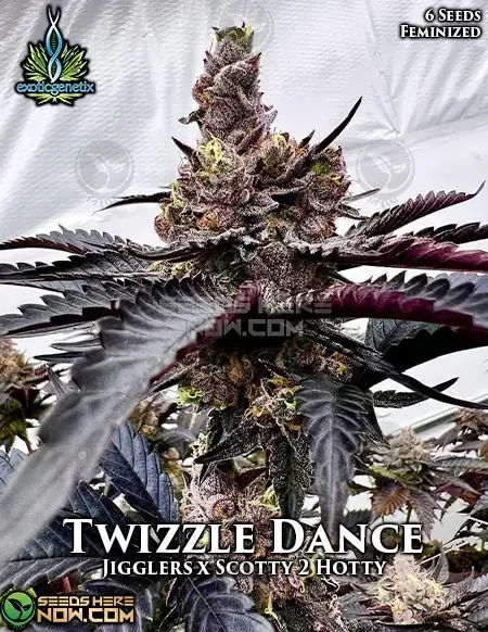 Exotic Genetics Twizzle Dance