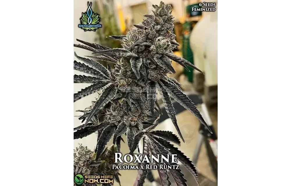 Exotic Genetics Roxanne