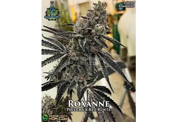 Exotic Genetics Roxanne