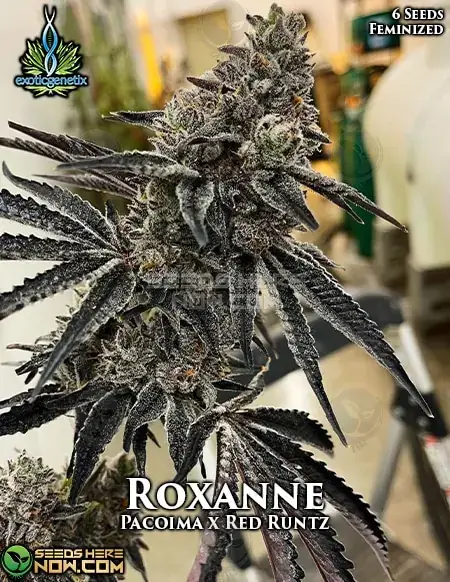 Exotic Genetics Roxanne