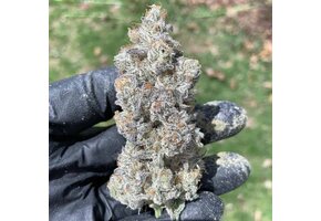 In-House Genetics Garlic Storm 3pk