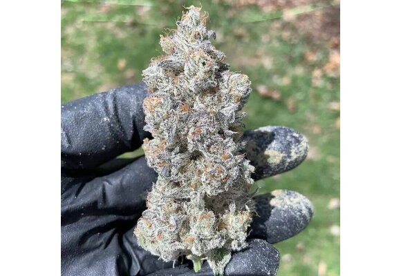 In-House Genetics Garlic Storm 3pk