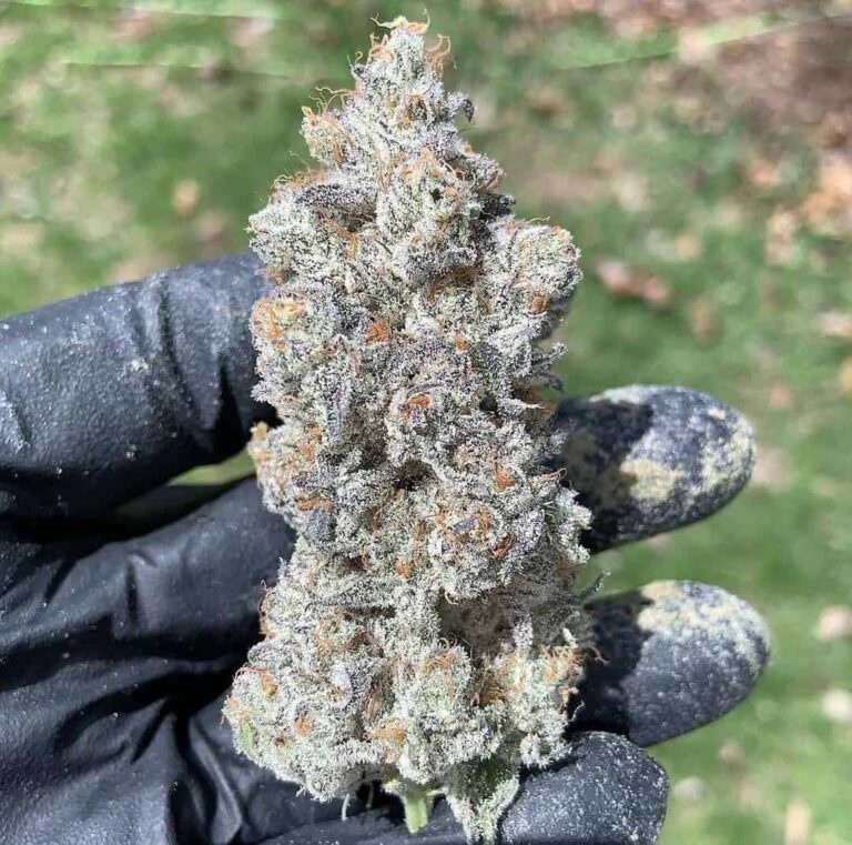 In-House Genetics Garlic Storm 3pk