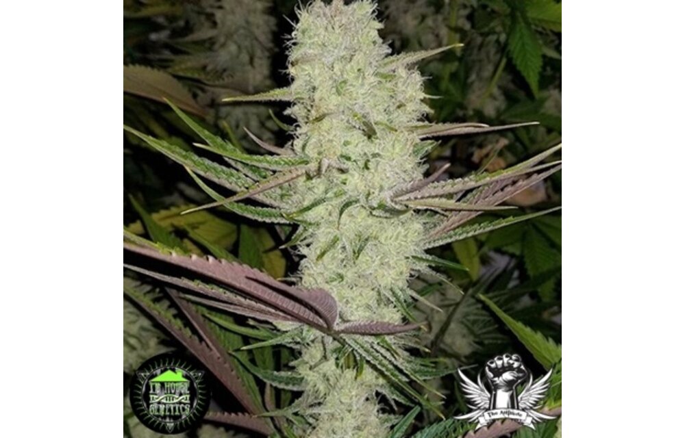 In-House Genetics Platinum Silk
