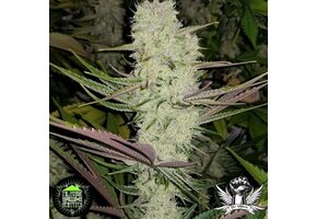 In-House Genetics Platinum Silk