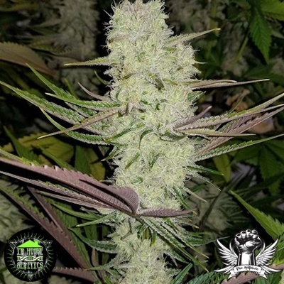 In-House Genetics Platinum Silk