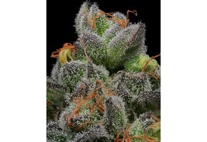 Humboldt Caramel Cream Auto