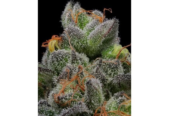 Humboldt Caramel Cream Auto