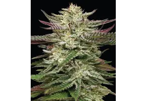 Humboldt Headband Auto