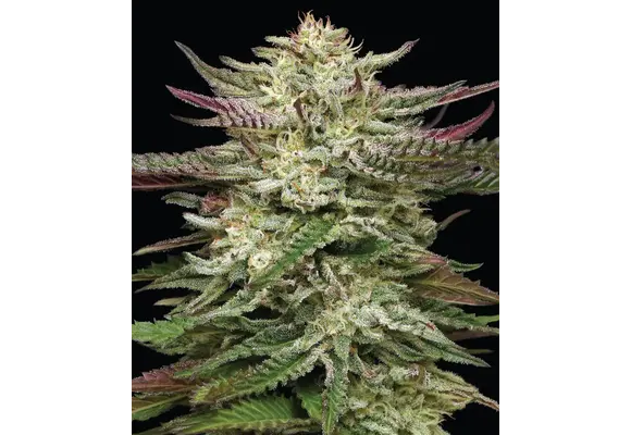 Humboldt Headband Auto