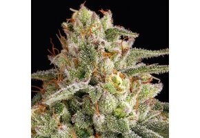 Elev8 Galactic Guava