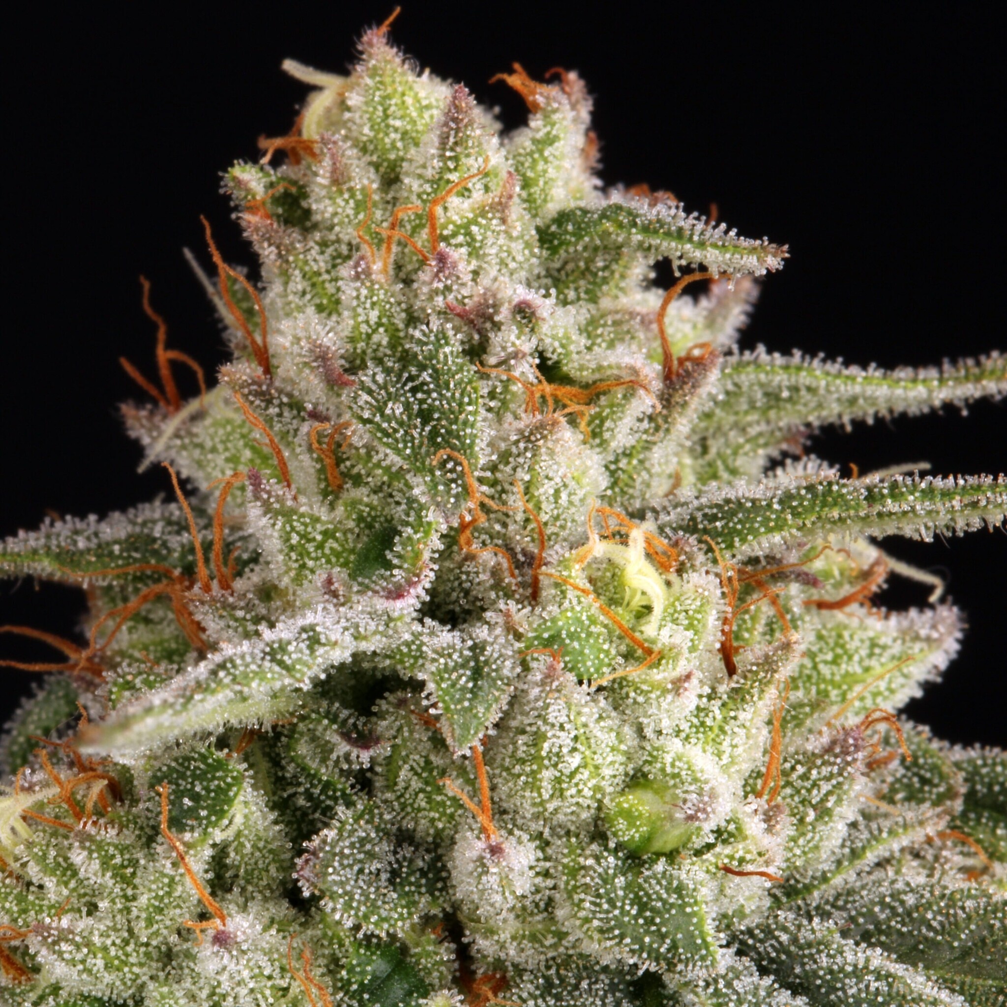 Elev8 Galactic Guava