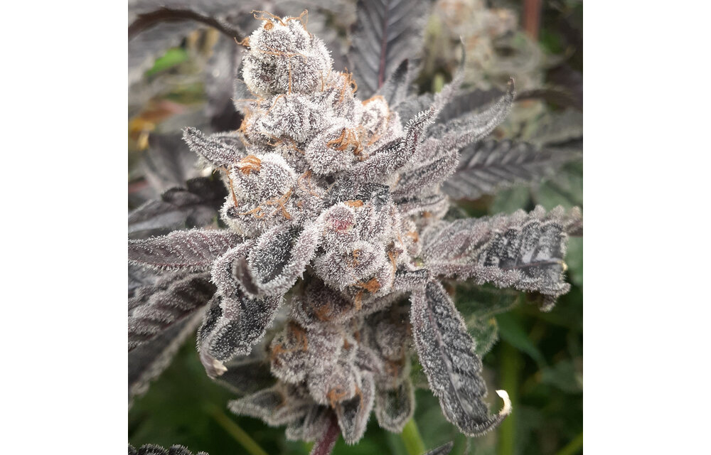 Elev8 Bakers Fruit