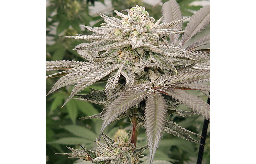 Elev8 Aqua Verde