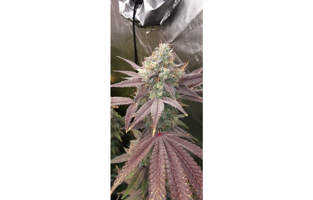 Elev8 Supersonic Blizzard