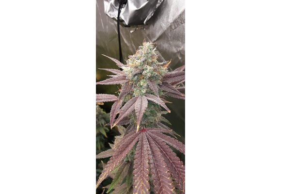 Elev8 Supersonic Blizzard