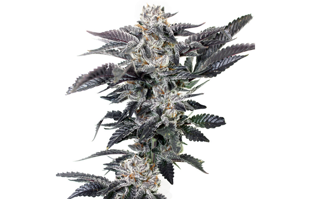 Elev8 Reef Rider