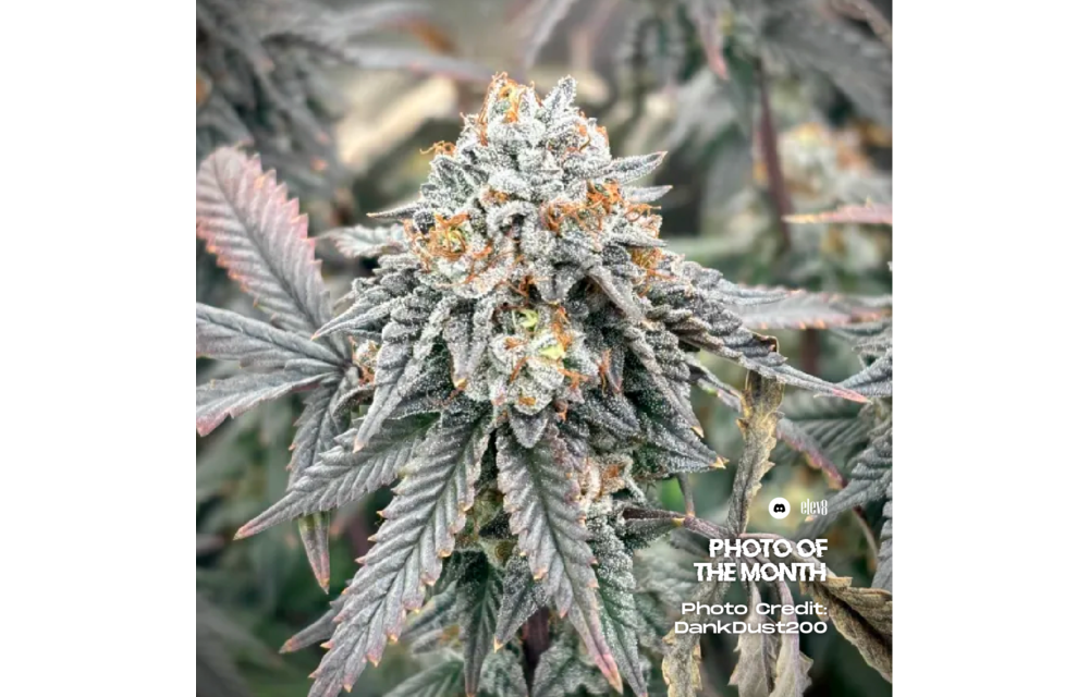Elev8 Frosty Bananas