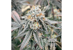 Elev8 Frosty Bananas